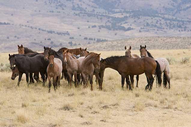 Wild Horses Running - North Dakota Badlands Horse